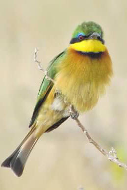Yellow bird in Amboseli, Kenya