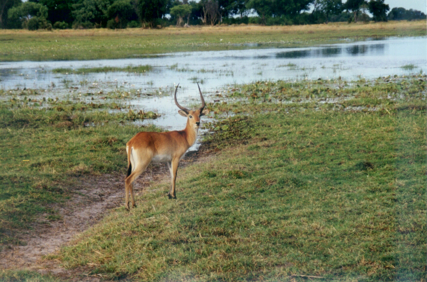 buck