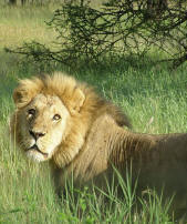 Male Lion in the grass