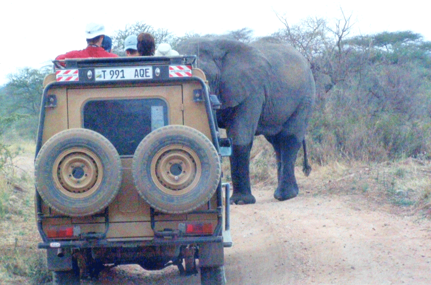 Elephant in front of safari vehicle