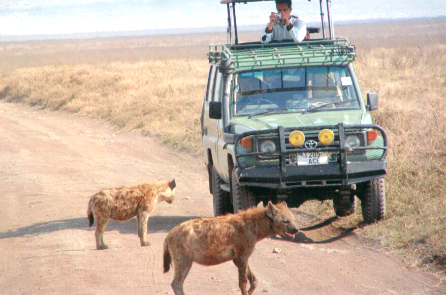 Curious Spotted Hyenas